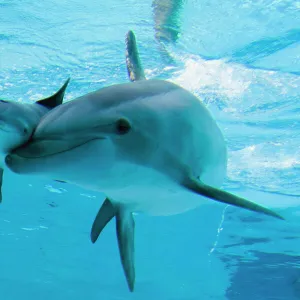 Bottlenose Dolphin - recently born calf swims with mother - Oltremare lagoon – Riccione – Italy The pregnancy lasted 54 weeks. The male calf was born July 2nd 2010 at 8