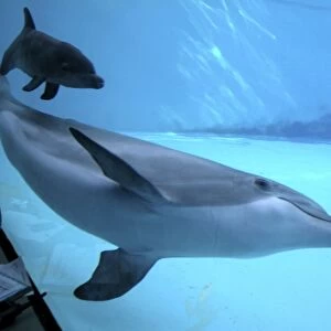 Bottlenose Dolphin - Research of birth and Newborn Baby/Calf behaviour