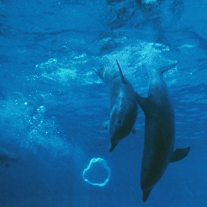 Bottlenose Dolphin STA 26 Mother & Baby play with bubble Tursiops truncatus © Augusto Leandro Stanzani / ARDEA LONDON