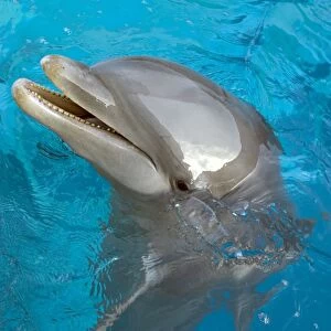 Bottlenose Dolphin - at surface