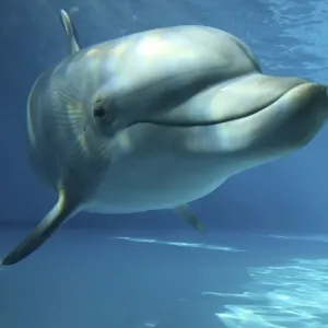 Bottlenose Dolphin - swimming underwater Bottlenose Dolphin - swimming underwater