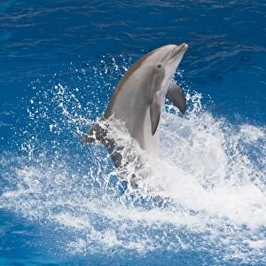 Bottlenose Dolphin - Tail dancing