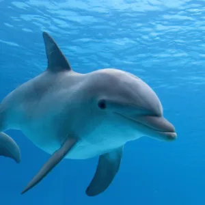 Bottlenose dolphin - underwater