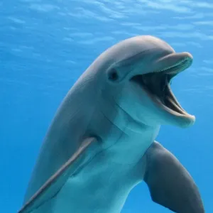 Bottlenose dolphin - underwater Bottlenose dolphin - underwater