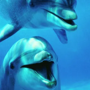 Bottlenose Dolphin - x2