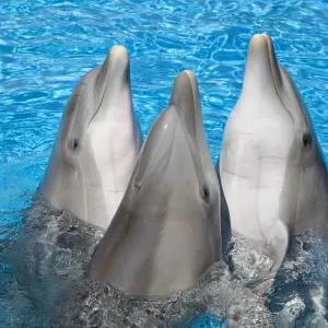 Bottlenose Dolphins - 3 together with noses out of the water Bottlenose Dolphins - 3 together with noses out of the water