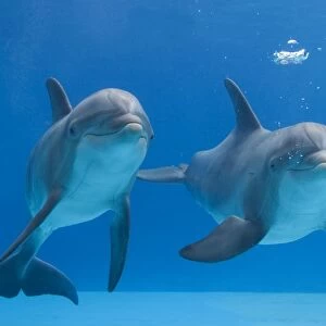 Bottlenose dolphins - blowing air bubbles underwater