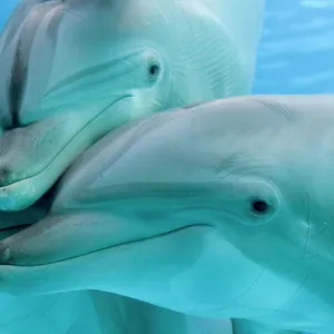 Bottlenose dolphins - three close-up of heads underwater