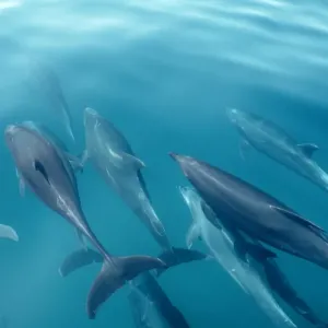 Bottlenose Dolphins FG 7457 A pod of dolphins swimming just beneath surface Tursiops truncatus © Francois Gohier / ARDEA LONDON Bottlenose Dolphins FG 7457 A pod of dolphins swimming just beneath surface Tursiops truncatus © Francois Gohier / ARDEA LONDON