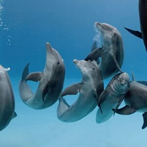 Bottlenose dolphins -group playing / dancing underwater