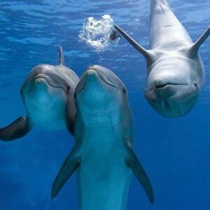 Bottlenose dolphins - three playing underwater