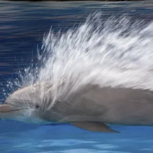 Bottlenose Dolphins - Swimming at speed through water - dolphins can reach 65 km per hour Bottlenose Dolphins - Swimming at speed through water - dolphins can reach 65 km per hour