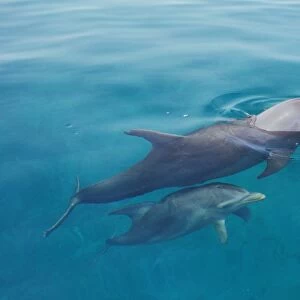 Bottlenosed dolphins - mother with young calf