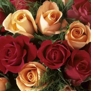 Bouquet of Roses with light pink and read blossoms Baden-Wuerttemberg, Germany Bouquet of Roses with light pink and read blossoms Baden-Wuerttemberg, Germany
