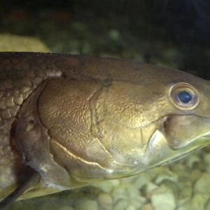 Bowfin - a very ancient type of bony fish - freshwaters - North America