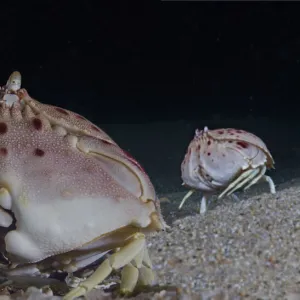 Box crab or shame-faced crab, Calappa granulata. Burrows in sand at depths of 13 to 400 m, common at depths of 30 to 150 m. Lives on Atlantic Ocean and the Mediterranean: from the Sahara to the coast of Portugal and Israel in the Mediterranean