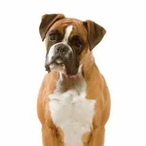 Boxer - sitting