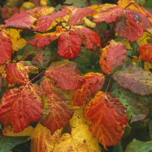 Bramble Leaves Autumn, Dorset, UK Bramble Leaves Autumn, Dorset, UK