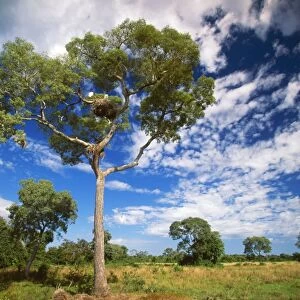 Brazil FG 12403 Tree with jabiru nest, Mato Grosso North Pantanal. © Francois Gohier / ardea. com