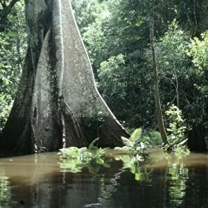 Brazil - flooded forest, Amazon