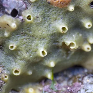 Breadcrumb Sponge - Cornwall - UK