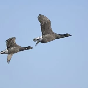 Brent Geese - two in flight