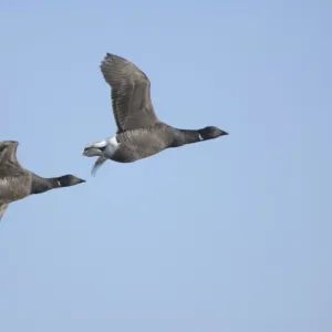 Brent Geese - two in flight