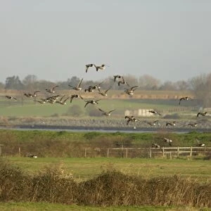 Brent Geese - Flying over Grazing Marshes Branta bernicla East Mersea Island Essex, UK BI012948