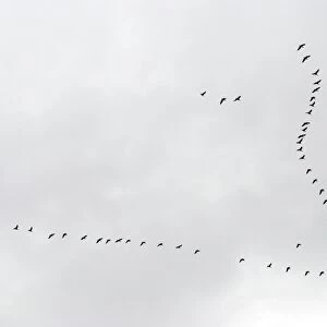 Brent Geese flying in V formation, Europe