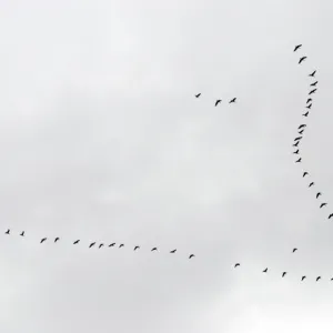 Brent Geese flying in V formation, Europe