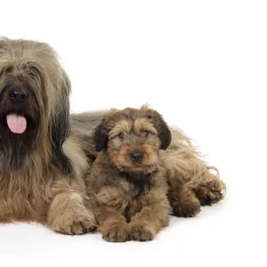 Briard Dog - puppy with parent