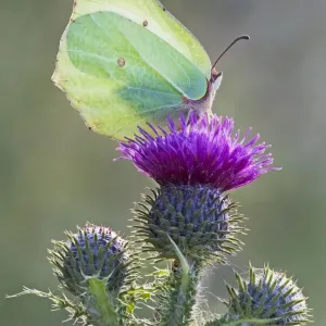 Brimstone Butterfly - perched on thistle and being backlit by early morning sunshine - Cannock Chase - Staffordshire - England Brimstone Butterfly - perched on thistle and being backlit by early morning sunshine - Cannock Chase - Staffordshire - England