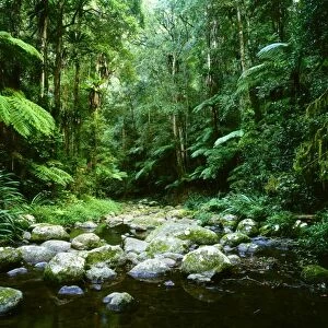 Brindle Creek: subtropical rainforest Border Ranges National Park, northern New South Wales, Australia JPF32170