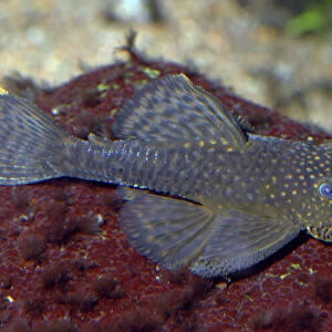 Bristle-nosed Catfish- freshwater, South America