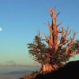 BRISTLECONE PINE - with full moon