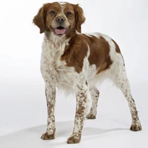 Brittany dog, female standing up