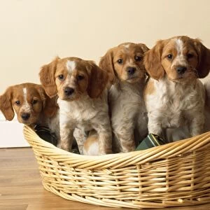 Brittany Dog - puppies