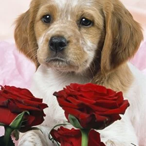 Brittany Dog - puppy with roses