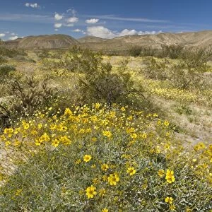 Brittlebush, Desert Dandelion (Malacothrix glabrata), Chicory (Rafinesquia neomexicana), Creosote Bushes (Larrea tridentata) and Chollas - Anza Borrego Desert State Park - California - USA