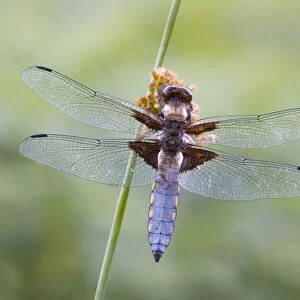 Broad Bodied Chaser - dragonfly resting on vegetation - Cannock Chase - Staffordshire - England