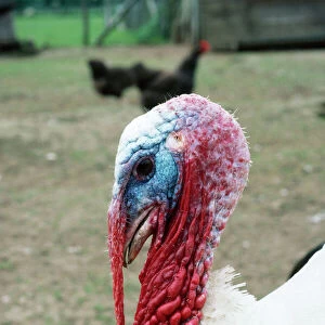 Broad Breasted White Turkey