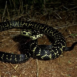 Broad-headed snake - endangered / vulnerable species