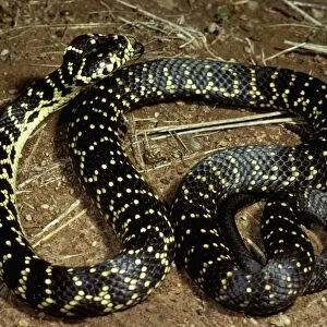 Broad-headed snake - endangered (vulnerable) species