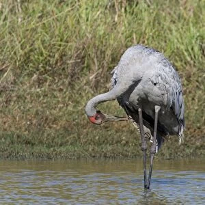Brolga preening Common across northern and eastern Australia where it inhabits open country and wetlands. At Mt Barnett water treatment plant, Kimberley, Western Australia
