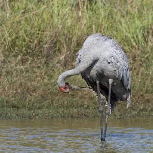 Brolga preening Common across northern and eastern Australia where it inhabits open country and wetlands. At Mt Barnett water treatment plant, Kimberley, Western Australia