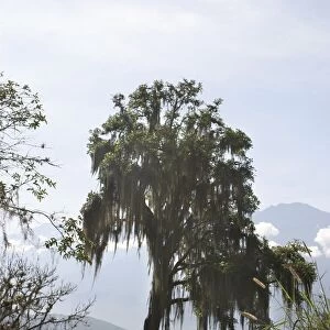 Bromeliad - Spanish moss on tree. Venzuela