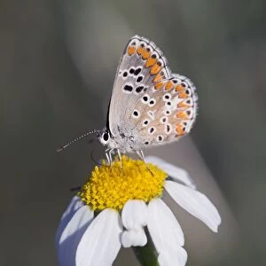 Brown Argus Butterfly - underside of male - UK