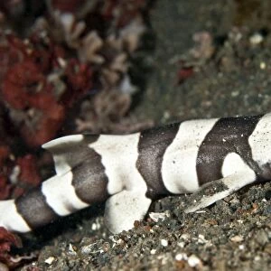 Brown-Banded Bamboo Shark - Indonesia