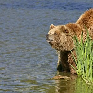 Brown Bear adult standing at lake shore sniffing the air Bavaria, Germany