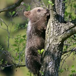 Brown Bear cub climbing on tree Bavaria, Germany